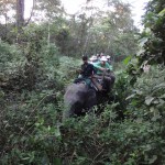 Elephant jungle ride