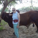 Brahman bull at King Ranch. 