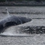 Mighty humpback breaching